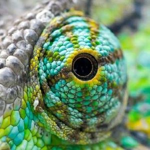 Meet your Posher, Jodie